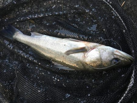 飲ませ釣りでハネ
